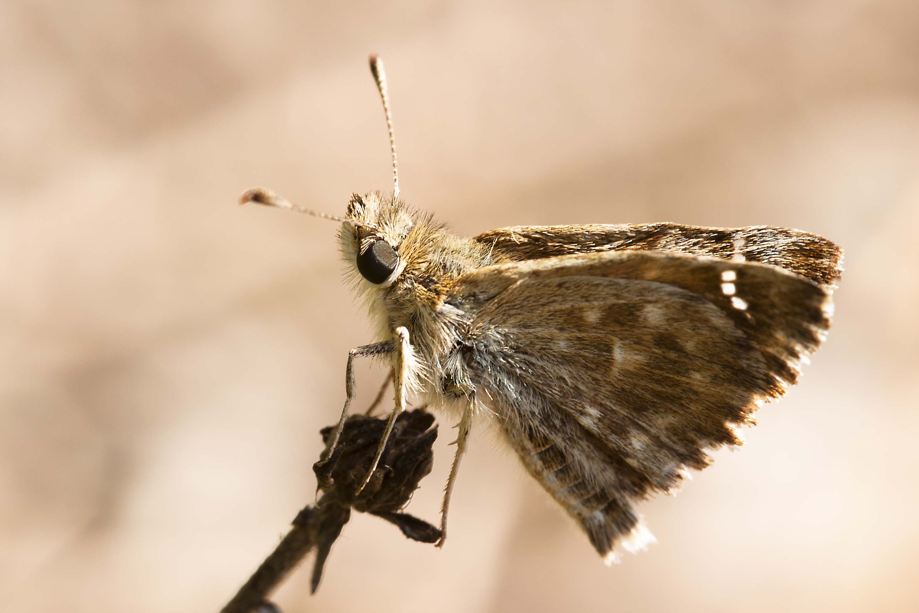 aiuto ID - conferma Pyrgus